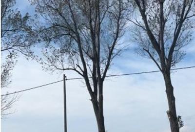 Teren Intravilan de 15.000 mp de vanzare in Ștefanestii de Jos. - 2