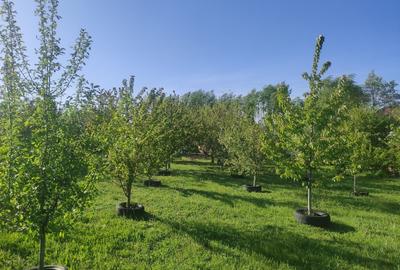 Vilă individuală 400 mp | Teren 3.330 mp | Voluntari – Matei Corvin | Proprietat - 6