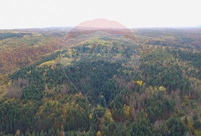 Padure 34 ha Capusu Mare - 1