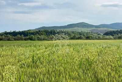 Teren -4.300 mp - Arabil - Chintelnic - 7