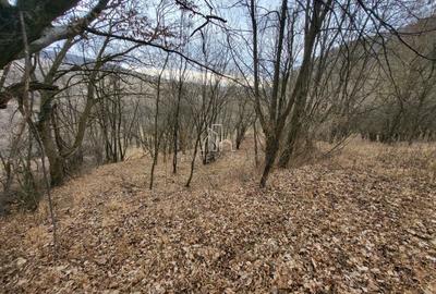 Teren de vanzare intravilan, 10 000 Mp , Sighisoara - 4