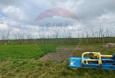 Teren extravilan Săcele ideal pentru silozuri, fermă sau investiție - 20