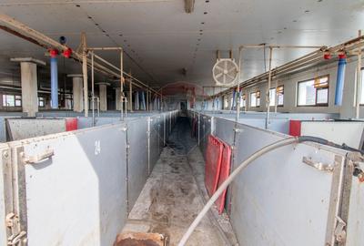 Ferma moderna de porci de vanzare in Curtuiusu Dejului - 4