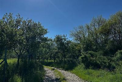 RECO Teren intravilan Beius - 3