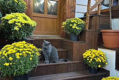 Vila Interbelica renovata integral, pe strada exclusivista din Dorobanti - 35