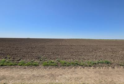 Teren extravilan in Corbu, 2000 MP, zona Plaja Corbu - 6