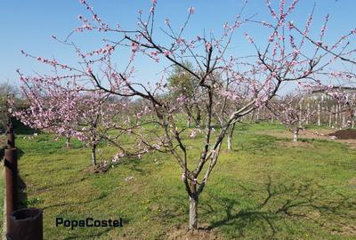 Petresti - Corbeanca 4648 mp intravilan desch. 33 m, utilitati, acces asfaltat - 2