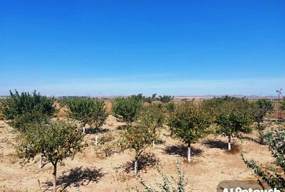 Casa de vacanta P+M,anexa de exploatatatie agricola - 11