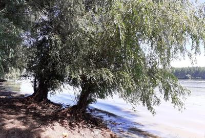 OCAZIE; teren MAHMUDIA 12euro/m.p. Suprafata 5000 m.p. Deschidere la Dunare 48m - 1