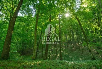 PRET NOU! Teren (padure) intabulat – 11.011 mp în zona Hașdat–Chizid - 1