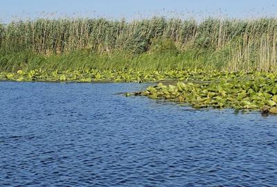 Teren intravilan in Delta Dunarii, C.A. Rosetti - Cardon - 16