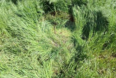 Vanzare teren intravilan parcelat, in Branesti langa - Autostrada A2 - 22