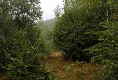 Proprietate rară în inima Retezatului – 5.700 mp teren intravilan - 1