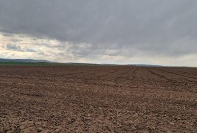 Teren 10,000mp Bacau / Strada Alexandru Safran - 10