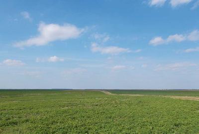 Teren agricol extravilan de 2000 mp, în Gălbinași