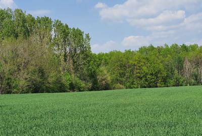 Teren intravilan Butimanu/Barbuceanu, Dambovita - 8