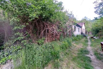 Sasca Montana | Oportunitate | Casa cu 230 MP Teren - 6