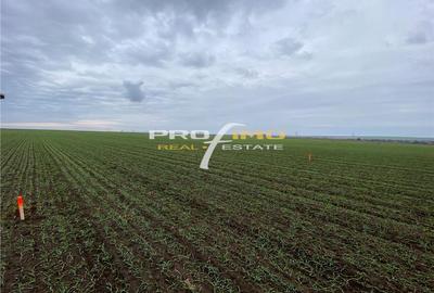 Plaja Corbu-Teren 4200mp. la numai 8 euro /mp. Soseaua asfaltata - 7