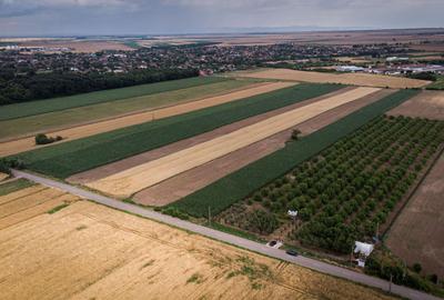 Livadă de nuci altoită și ecologică 2.5ha - 3