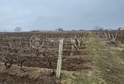 Teren 4.209mp, Chicerea, Comuna Tomești - 2