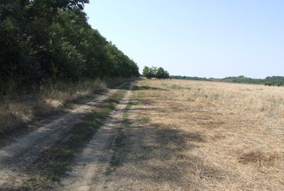 Clinceni-Ordoreanu-padure loturi  733mp - 7