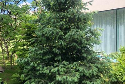 Beautiful villa - Baneasa area - 6rooms - 5