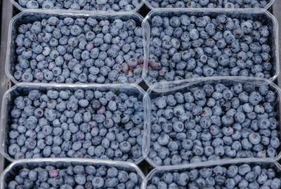 BUSINESS DE VANZARE Plantatie de afin din Romania - 20