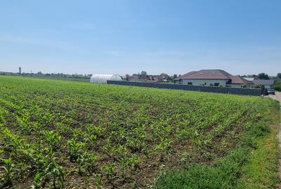 Teren in Catamarasti Deal - 3