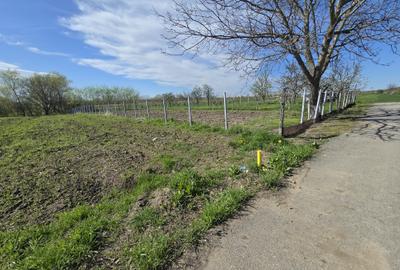 TEREN INTRAVILAN -1300 mp CURTISOARA - 4