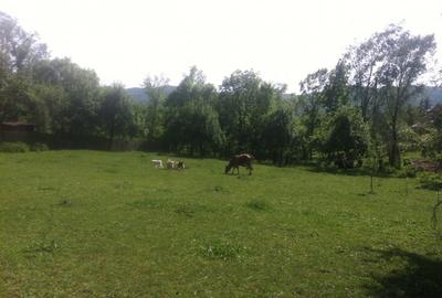 Teren Comarnic, cartier Poiana - 4