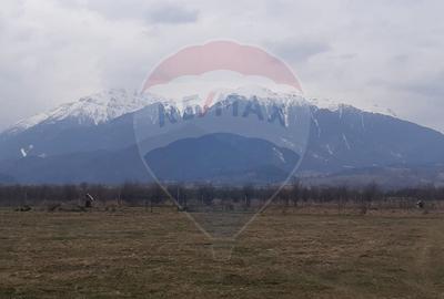 Teren 10,000mp Rasnov / Drumul Panicel - 7