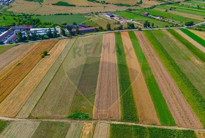 TEREN extravilan- 6 E/MP- CU PLANTATIE DE TRANDAFIRI! Teliu 7000mp - 6