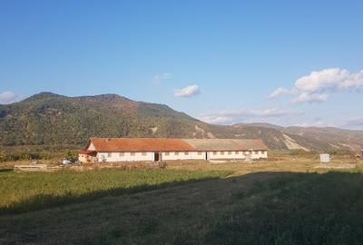 Vand sau inchiriez  17500 mp intravilan in Cislau , sau parcele de 500 - 1000 mp - 1