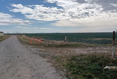 Ferma Agricolă 1.350 Hectare – Grad de Comasare 96–97%, Chișineu Criș, Județul A - 1