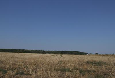 Clinceni-Ordoreanu-padure loturi  733mp - 8