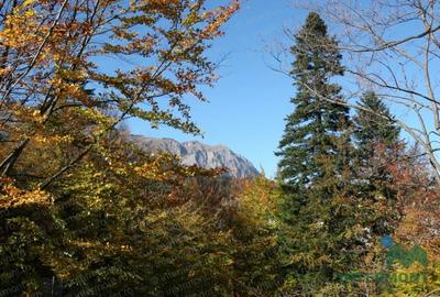 Teren Sinaia - 2