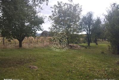 Teren intravilan 1500 mp-ideal casa-Mijlocenii Bargaului - 2