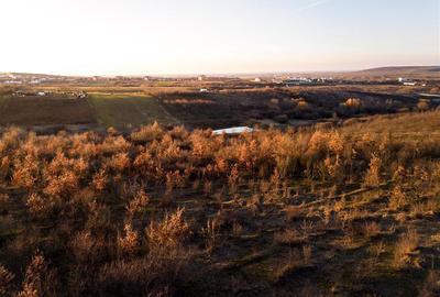 RECO Teren Intravilan 5305mp Paleu - 1