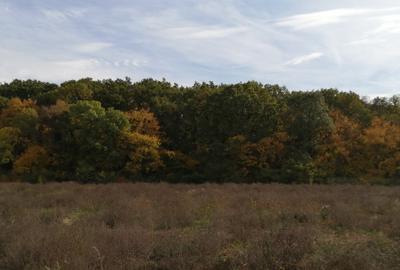 Vand teren intravilan, pentru servicii, zona verde inclus, înainte Polivalenta - 1