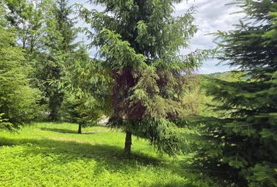 Cabana cu 5 camere de vanzare in Provita - 30