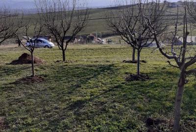 Teren intravilan Sura Mare 550mp - 3