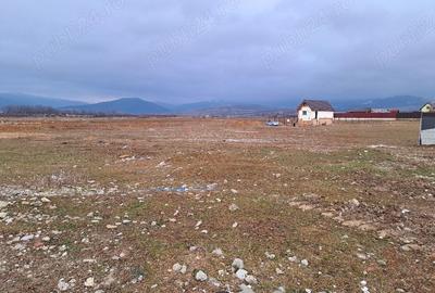 Teren intravilan 1450 mp – Carpiniș , Ideal pentru casă de locuit - 5