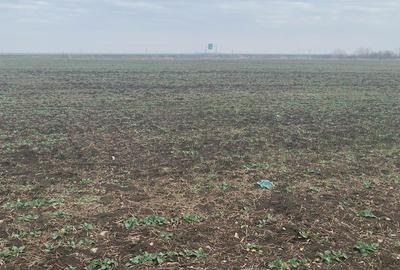 Tunari-Dimieni  Vanzare  Teren intravilan - 5
