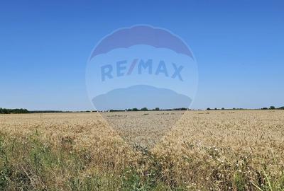 Teren Extravilan la granita cu Intravilanul - Măcheaua-Corbeanca - 2