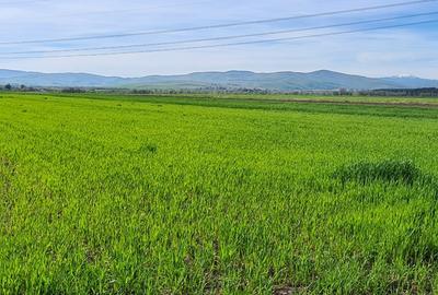 TEREN EXTRAVILAN LANGA FABRICA DE CHERESTEA Holzindustrie Schweighofer - RECI - 3