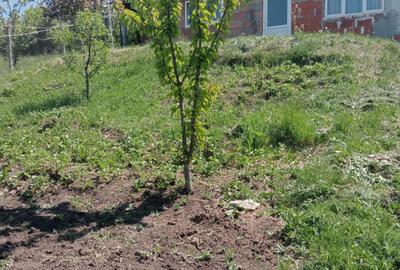 Casă tip studio de închiriat – Șura Mare | 36 mp | Priveliste superbă - 2