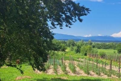 Proprietate rară – 2 case + livadă, vie și teren generos, la 20 km de Târgu Jiu - 3