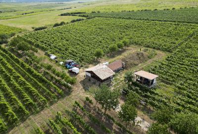 Vie Tradițională „Halta Lupilor” - 23