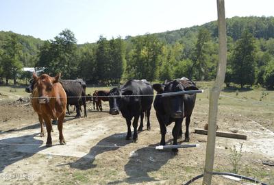 Bogati - Glimbocel, ferma zootehnica - cladiri 397 mp - teren 7490 mp! - 16