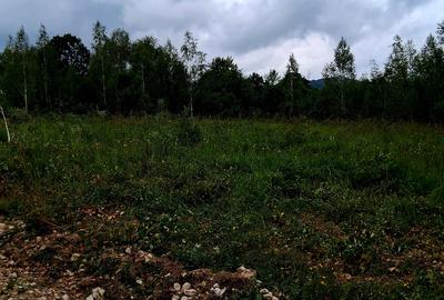 Cabana in mijlocul naturii/parau sezonier /locul de suflet la Sinca Noua/Brasov - 5